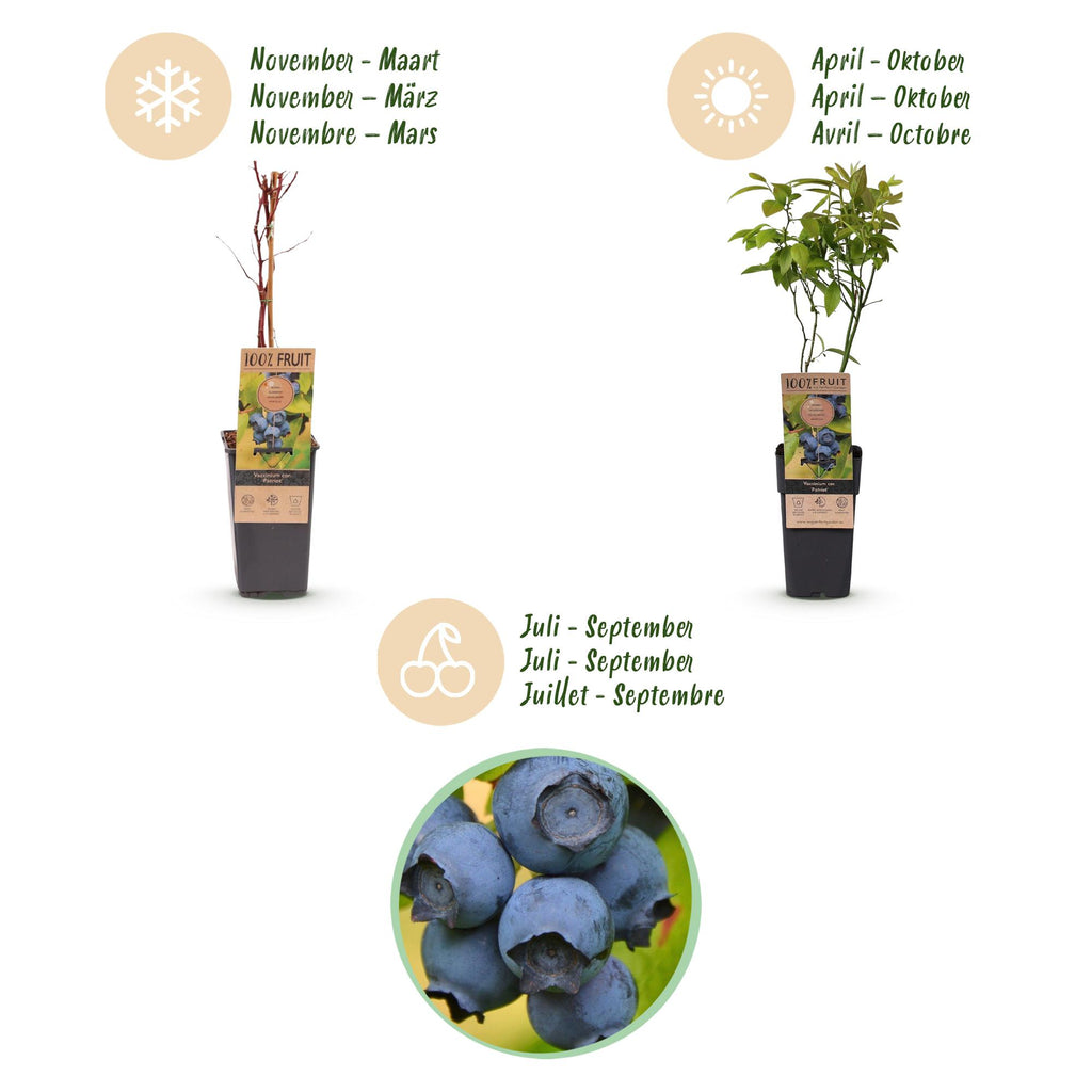 Green boutiQ - Fruchtpflanze - Vaccinium corymbosum Patriot - Heidelbeere - Winterhart - Blaubeere - 2 Pflanzen - Topf 15cm - Höhe 50cm