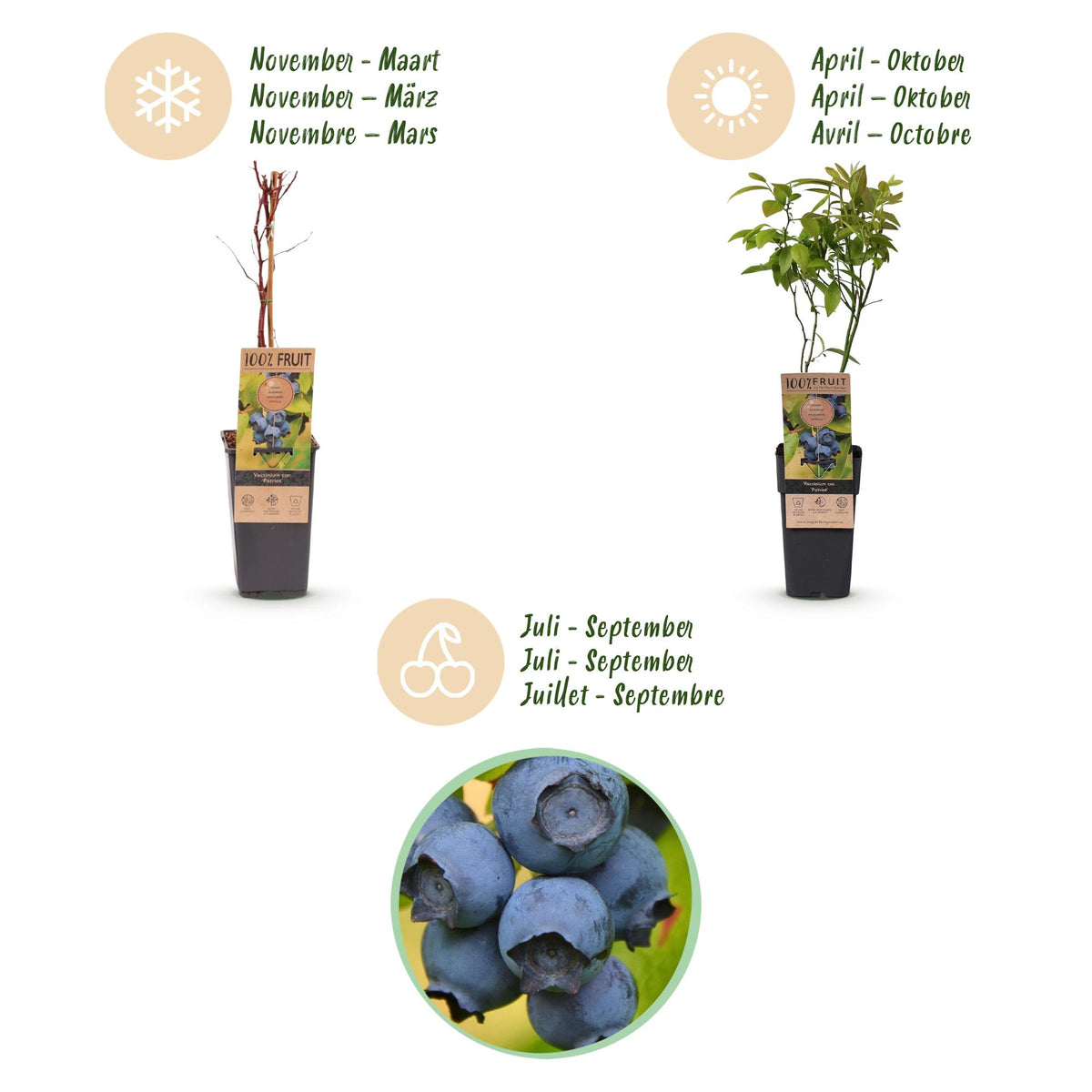 Green boutiQ - Fruchtpflanze - Vaccinium corymbosum Patriot - Heidelbeere - Winterhart - Blaubeere - 2 Pflanzen - Topf 15cm - Höhe 50cm