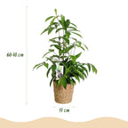 Green BoutiQ - Green is... Plantes d'intérieur - Dracaena surculosa - Dragonnier - Entretien facile - avec panier - Vert - 2 Plantes - Pot 17cm - Hauteur 60-70cm