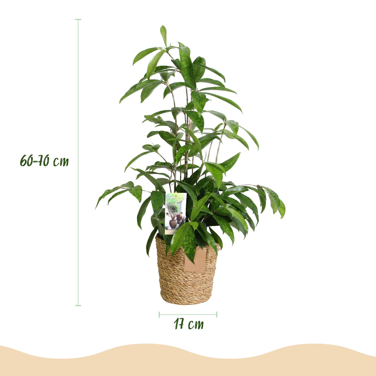 Green BoutiQ - Green is... Plantes d'intérieur - Dracaena surculosa - Dragonnier - Entretien facile - avec panier - Vert - 2 Plantes - Pot 17cm - Hauteur 60-70cm