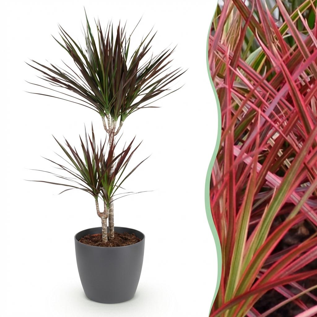 Green BoutiQ - Plantes d'intérieur - Dracaena Magenta - Dragonnier - Peu d'entretien - Vert - 1 plante - avec pot gris - Pot 21cm - Hauteur 90-100cm