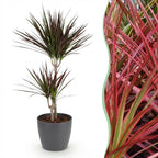 Green BoutiQ - Plantes d'intérieur - Dracaena Magenta - Dragonnier - Peu d'entretien - Vert - 1 plante - avec pot gris - Pot 21cm - Hauteur 90-100cm