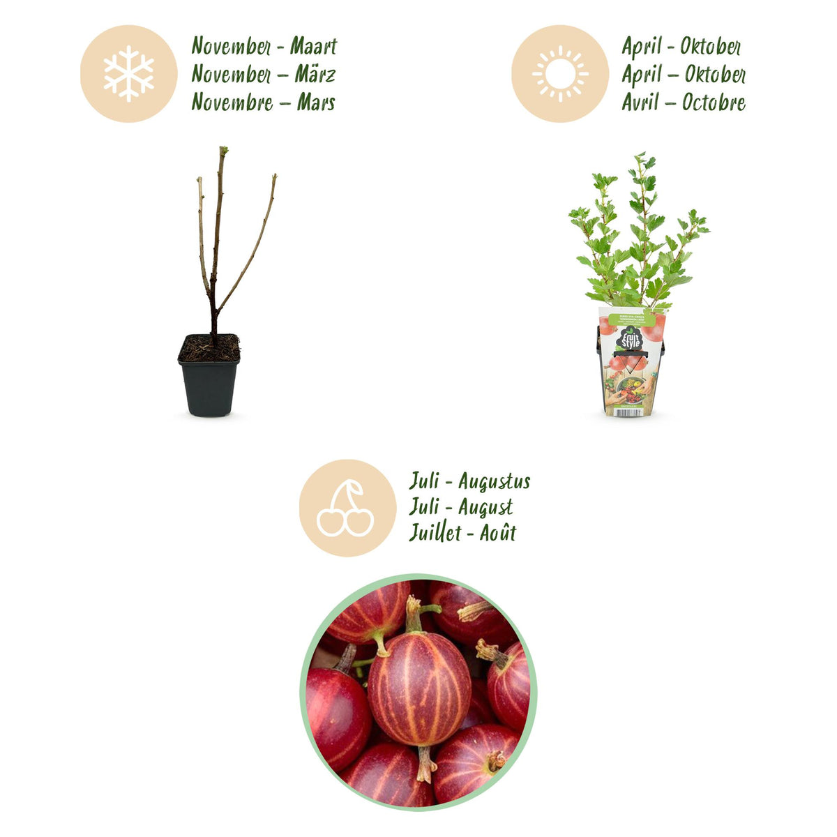 Green boutiQ - Plants fruitiers - Groseillier à maquereau - Ribes uva-crispa Hinnonmaki Rod - Rustique - 3 plantes - Pot 9 cm - Groseille rouge