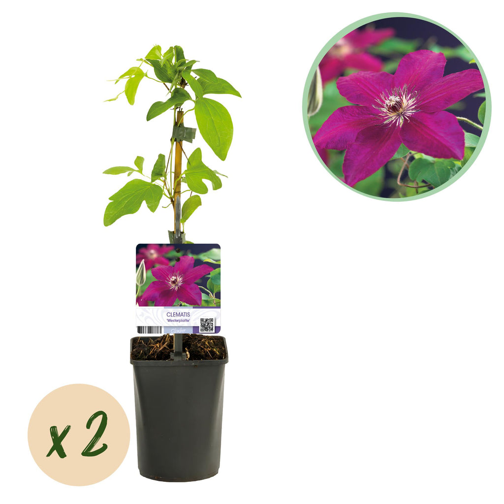 Green boutiQ - Plante grimpante - Clématite Westerplatte - Fleur rouge - Peu d'entretien - 2 plantes - Pot 11cm Hauteur 40cm