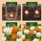 60x Tulipa Sunbath - Tulp Sunbath - Geel en Wit - Voorjaarsbloeier - Bolmaat 11/12