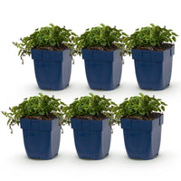 Green boutiQ - Vasteplant - Campanula posch. Stella - Perzikbladklokje - Bodembedekkend - Paars - 6 Planten - Pot 11cm - Hoogte 15-25cm