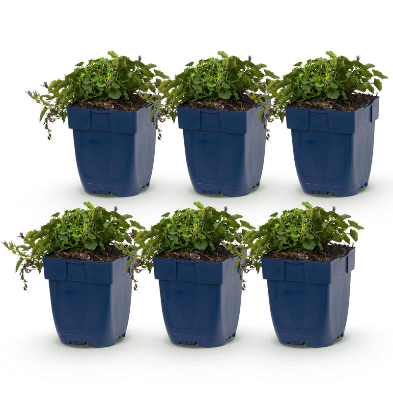 Green boutiQ - Vasteplant - Campanula posch. Stella - Perzikbladklokje - Bodembedekkend - Paars - 6 Planten - Pot 11cm - Hoogte 15-25cm