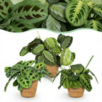 Green boutiQ - Plante d'intérieur - Marantha Silverband, Marantha Lemon Lime, Marantha Kerchoveana - Plante prière - Plante adaptée aux animaux domestiques - Vert - 3 plantes - avec panier - Pot 12 cm - Hauteur 25 cm