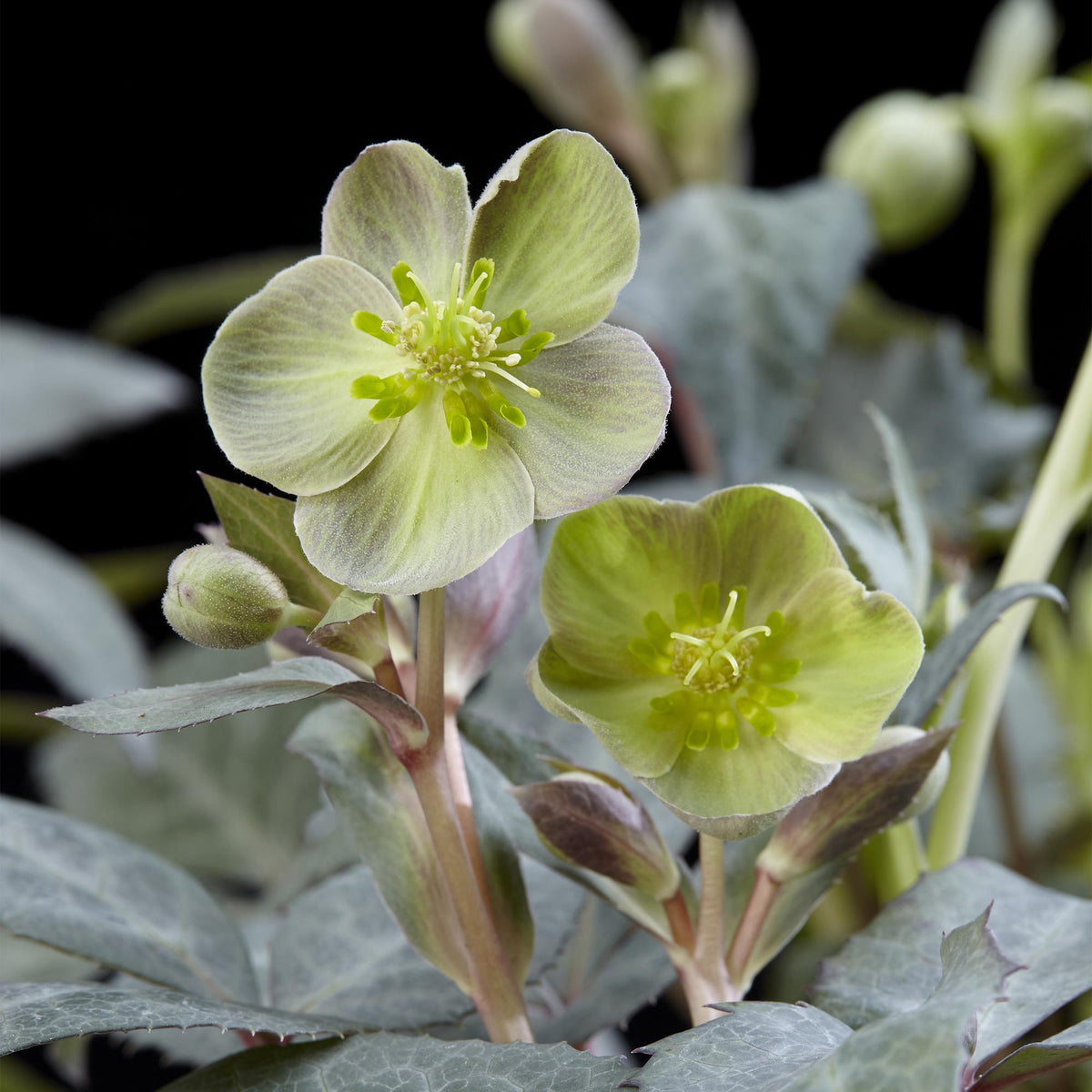Green boutiQ - Plante de jardin - Rose de Carême - Helleborus sternii Silver Dollar - Fleur verte - 2 plantes - Persistant - Pot 14cm Hauteur 35cm