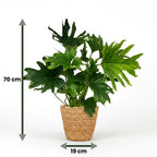 Green boutiQ - Plante d'intérieur - Philodendron - Philodendron Lickety Split - Vert - Entretien facile - 1 plante - avec panier - Pot 19 cm - Hauteur 70 cm