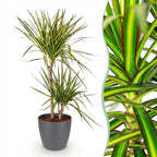 Green BoutiQ - Plantes d'intérieur - Dracaena Sunray - Dragonnier - Peu d'entretien - Vert - 1 plante - avec pot gris - Pot 21 cm - Hauteur 90-100 cm