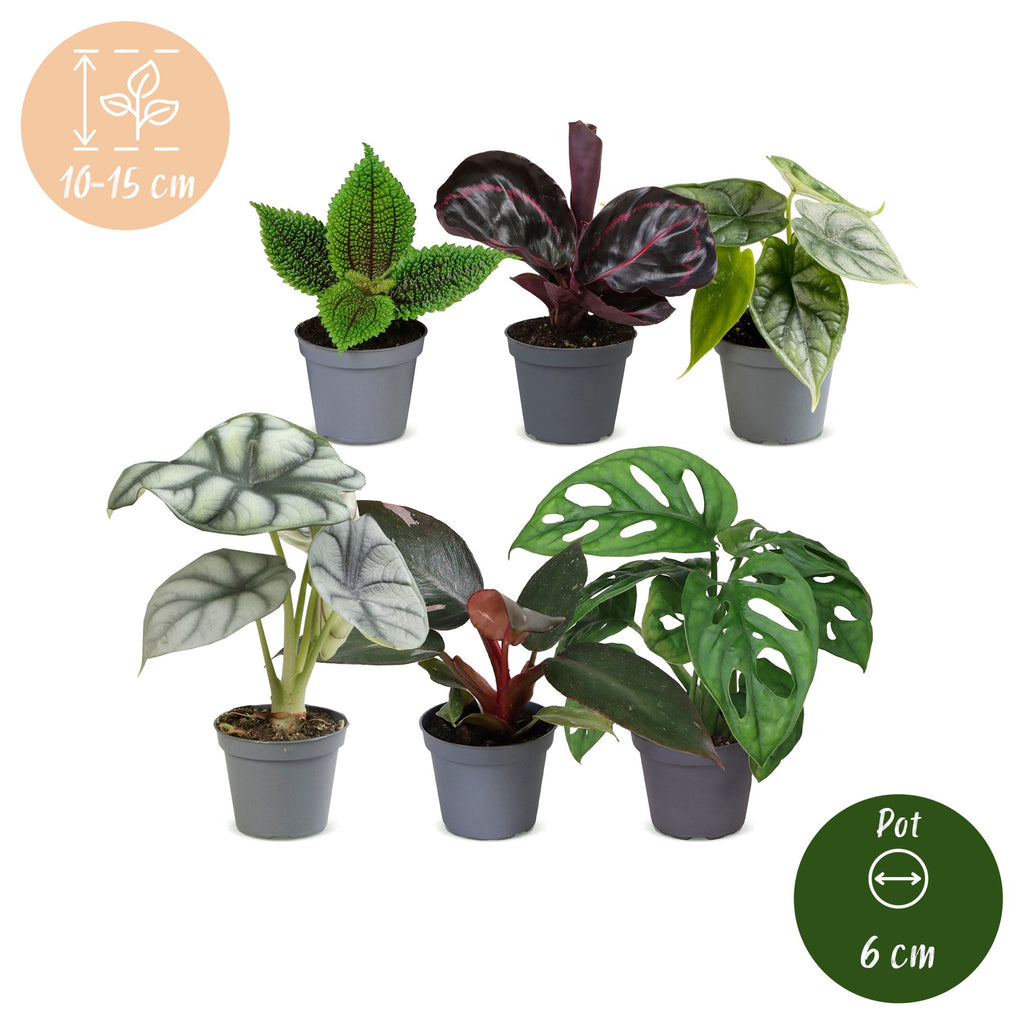 6x Baby Jungle Mix - Various colours - Tropical - Ø6cm - ↕10-15cm