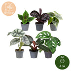 6x Baby Jungle Mix - Various colours - Tropical - Ø6cm - ↕10-15cm