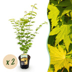 Green boutiQ - Plante de terrasse - Érable du Japon - Acer palmatum Jordan - Jaune - 2 plantes - Caduc - Pot 19cm Hauteur 70cm