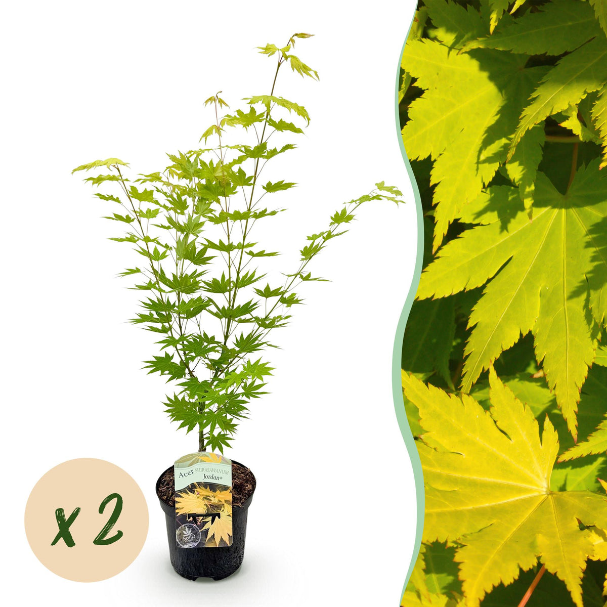 Green boutiQ - Plante de terrasse - Érable du Japon - Acer palmatum Jordan - Jaune - 2 plantes - Caduc - Pot 19cm Hauteur 70cm