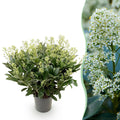 Green boutiQ - Plante de Terrasse - Skimmia japonica Finchy - Fleur Blanche - 40+ Fleurs - 1 Plante - Résistant à l'Hiver - Pot 19cm Hauteur 60cm