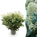 Green boutiQ - Plante de Terrasse - Skimmia japonica Finchy - Fleur Blanche - 40+ Fleurs - 1 Plante - Résistant à l'Hiver - Pot 19cm Hauteur 60cm