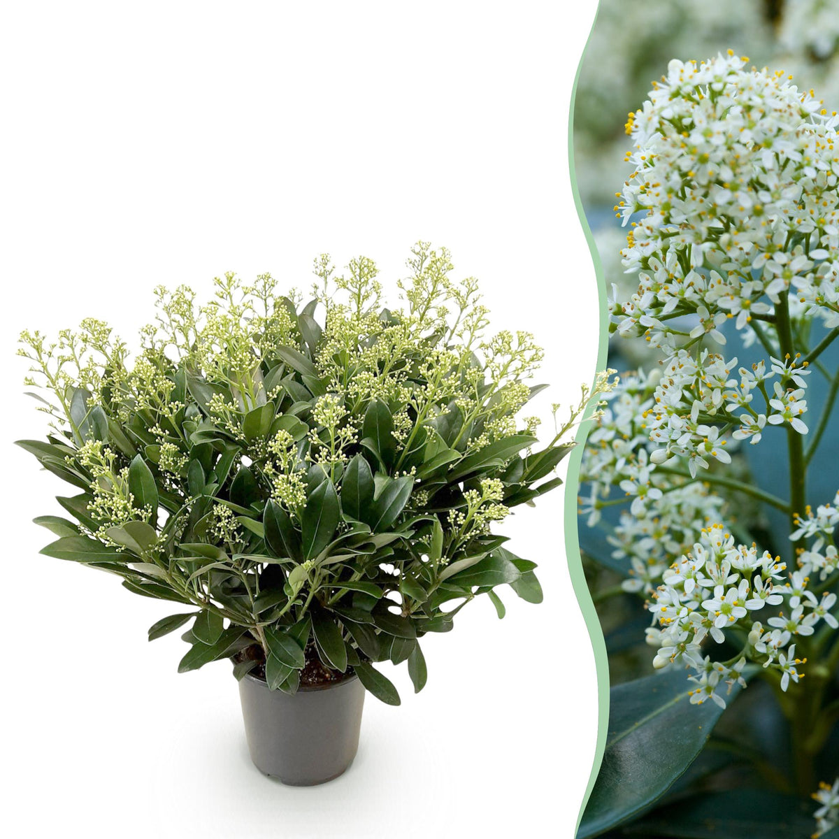 Green boutiQ - Plante de Terrasse - Skimmia japonica Finchy - Fleur Blanche - 40+ Fleurs - 1 Plante - Résistant à l'Hiver - Pot 19cm Hauteur 60cm