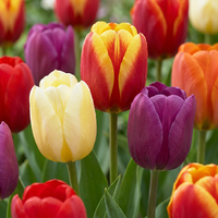 30x Tulipa Triumph Mix - Triomftulp mix - Diversen - Voorjaarsbloeier - Bolmaat 11/12