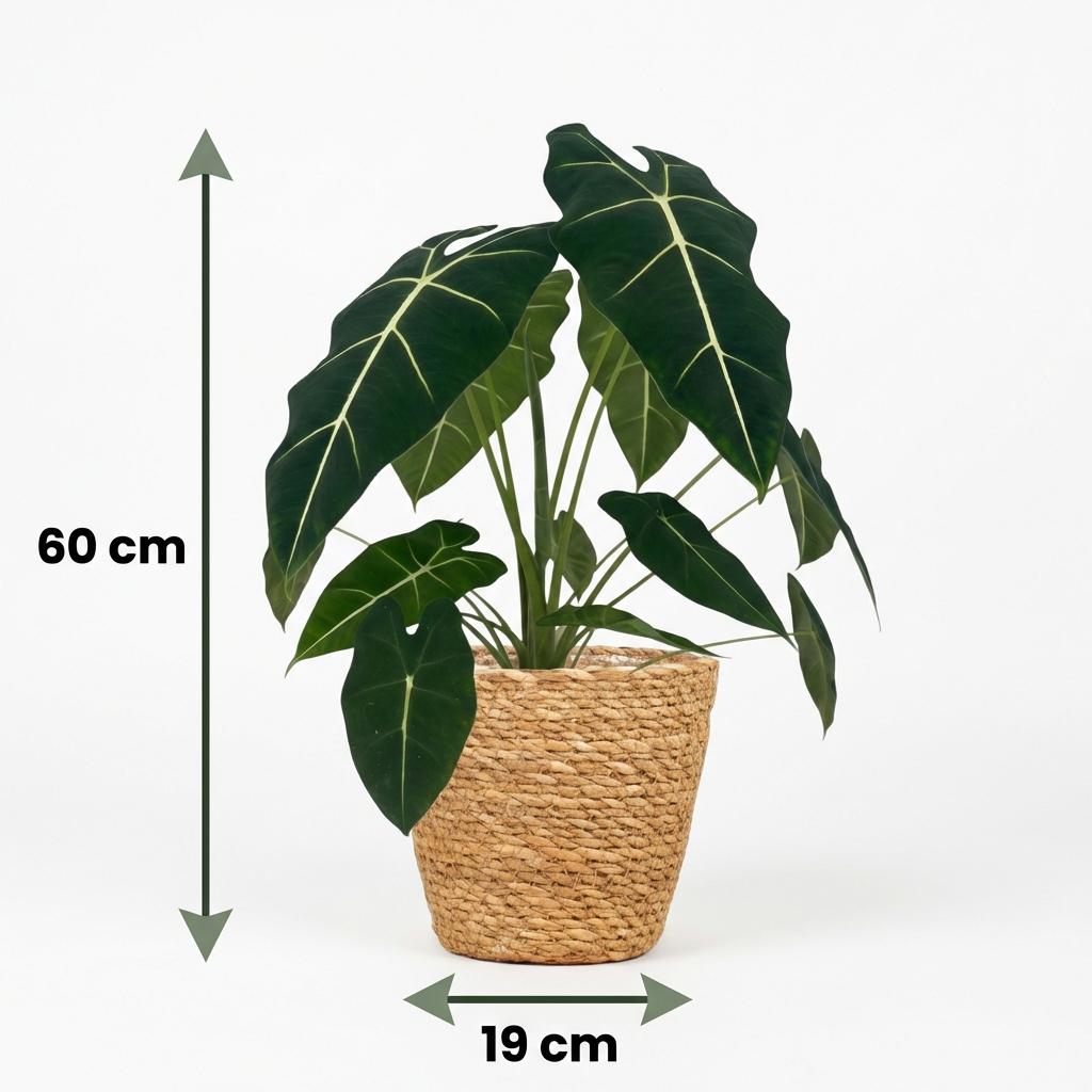 Green boutiQ - Plante d'intérieur - Oreille d'éléphant - Alocasia Frydek - Vert - Peu d'entretien - 1 Plante - avec Panier - Pot 19cm - Hauteur 60cm