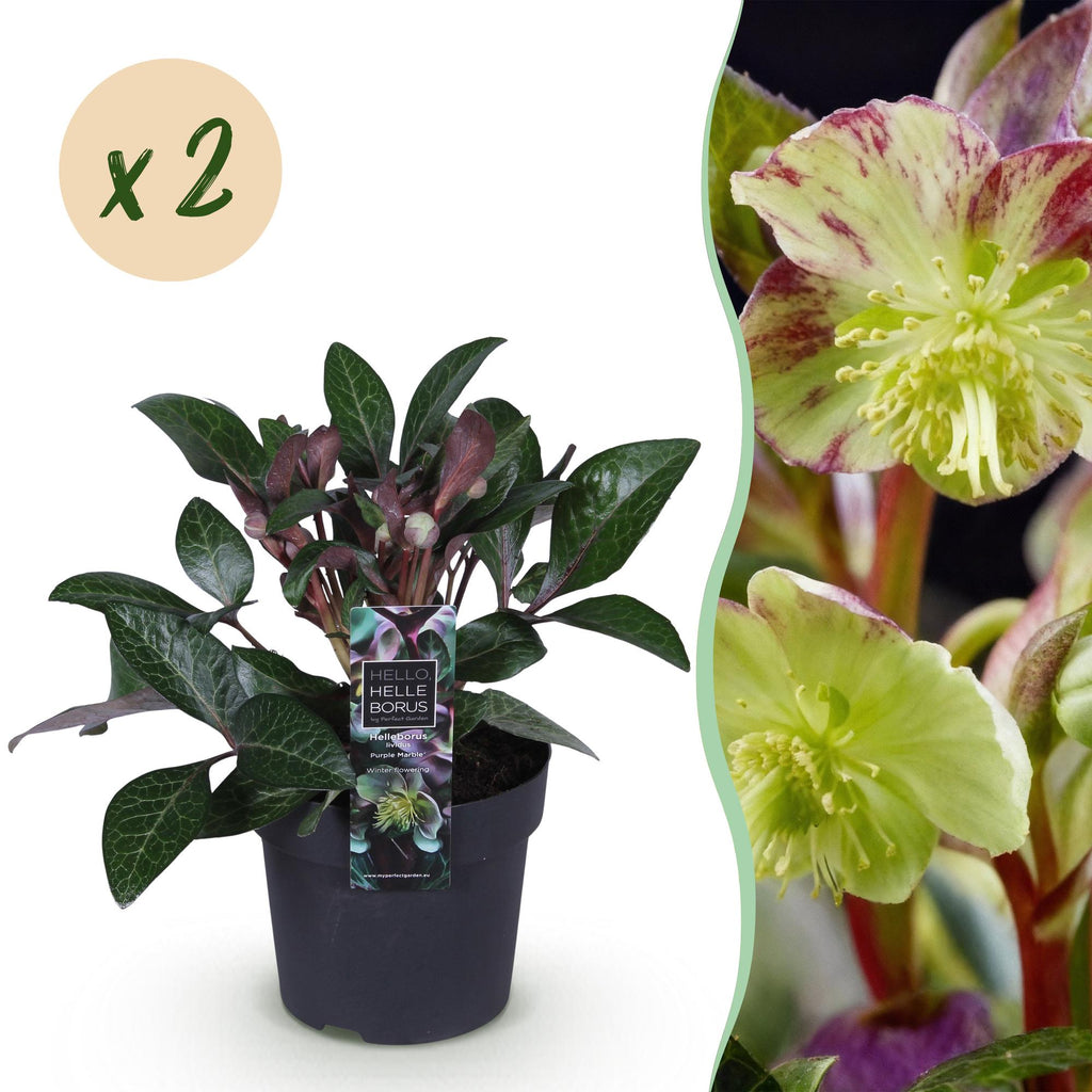 Green boutiQ - Plante de jardin - Rose de Carême - Helleborus lividus Purple Marble - Fleur violette - 2 plantes - Persistant - Pot 14cm Hauteur 35cm