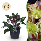 Green boutiQ - Plante de jardin - Rose de Carême - Helleborus lividus Purple Marble - Fleur violette - 2 plantes - Persistant - Pot 14cm Hauteur 35cm