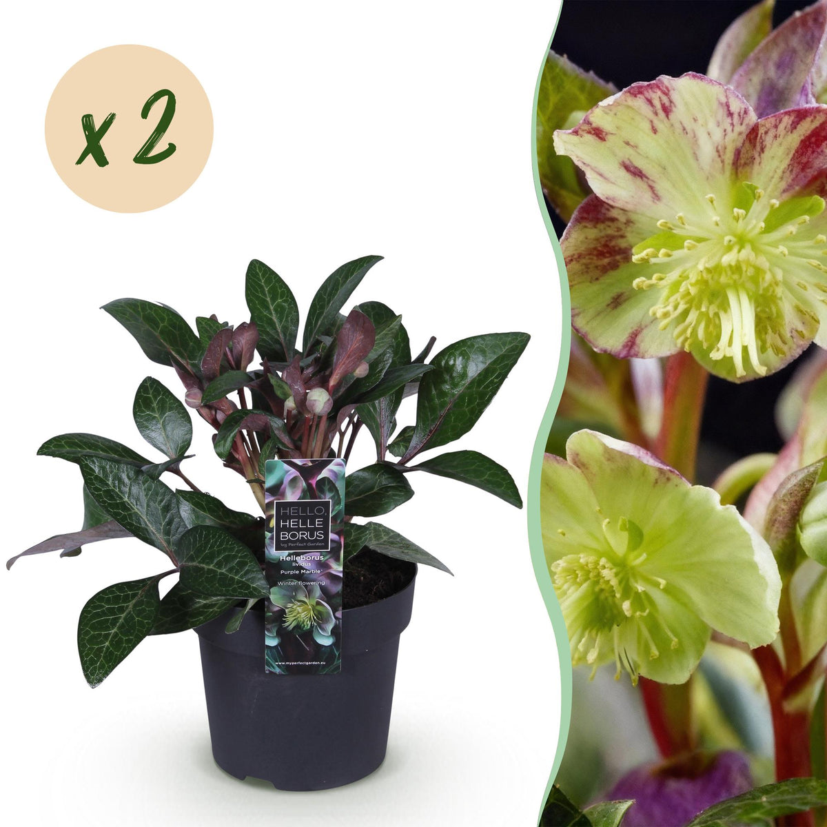 Green boutiQ - Plante de jardin - Rose de Carême - Helleborus lividus Purple Marble - Fleur violette - 2 plantes - Persistant - Pot 14cm Hauteur 35cm