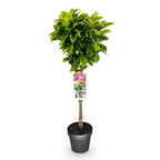 Green boutiQ - Plante sur tige - Magnolia Susan - Plante de terrasse - Caduc - Rustique - Fleur rose - Pot 19 cm Hauteur 90 cm