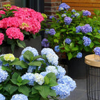 Green boutiQ - Gartenpflanze - Hydrangea Endless Summer The Original Blau - Hortensie - Winterhart - Blau - 2 Pflanzen - Topf 14cm - Höhe 20-25cm