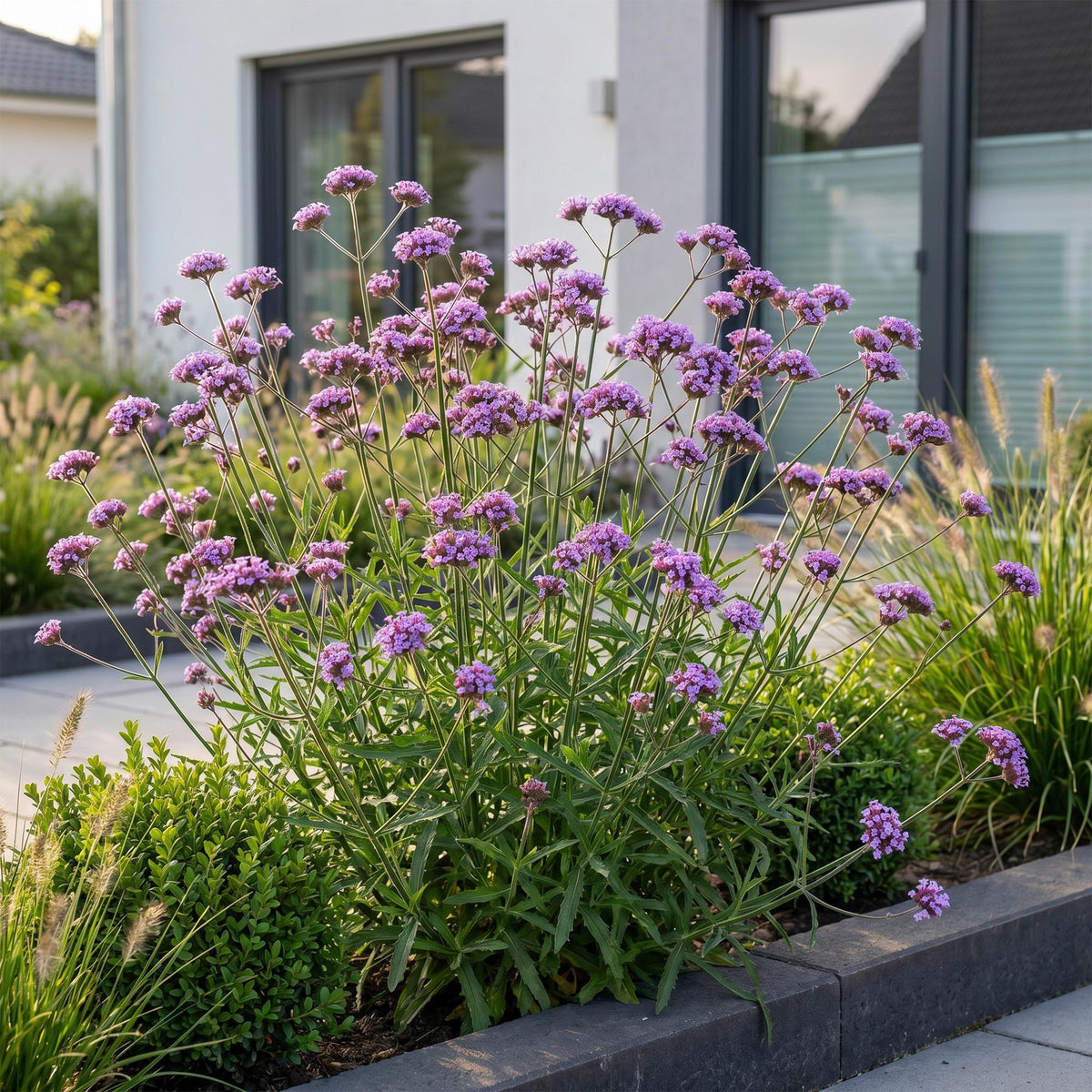 Green boutiQ - Stauden - Verbena bonariensis Lollipop - Eisenkraut - Bienen- und Schmetterlingsmagnet - Lila - 6 Pflanzen - Topf 11cm - Höhe 15-25cm