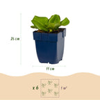 Green boutiQ - Stauden - Bergenia cordifolia - Riesen-Steinbrech - Schatten - Rosa - 6 Pflanzen - Topf 11cm - Höhe 15-25cm