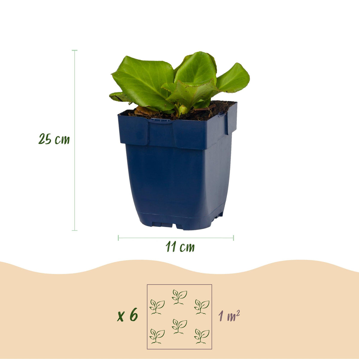 Green boutiQ - Plante vivace - Bergenia cordifolia - Bergénie à feuilles en cœur - Ombre - Rose - 6 plantes - Pot 11cm - Hauteur 15-25cm