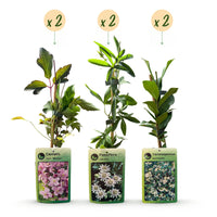 6x Klimplaten Tricolor Colourfull - Tricolor climbing plant - Light Pink - White - Purple - Climber - Ø9cm - ↕35cm