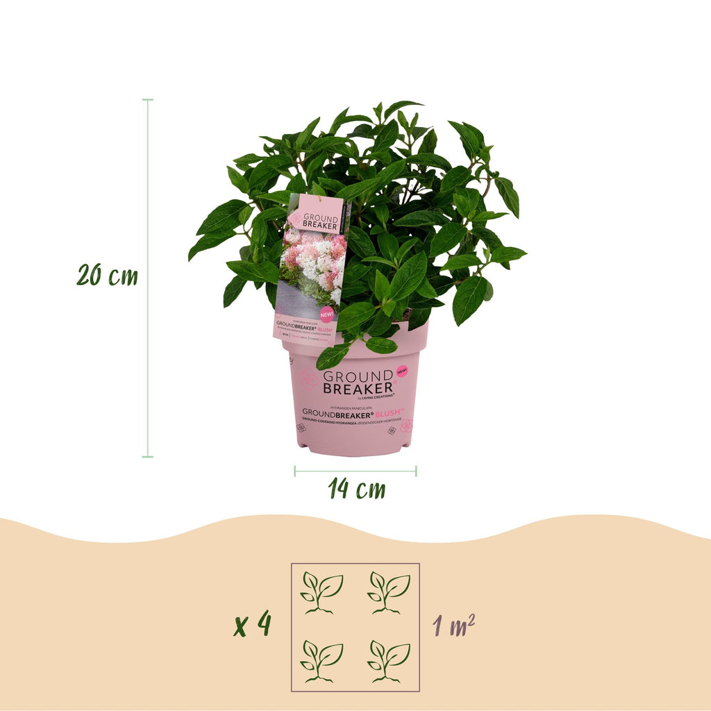 Green boutiQ - Tuinplant - Hydrangea panniculata Groundbreaker Blush - Pluimhortensia - Winterhard - Roze - 1 Plant - Pot 14cm - Hoogte 20-25cm