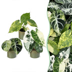 3x Baby Alocasia Tricolour Variegata - Green - Black - Variegata - Tropical - incl. Linnea Olive - Ø6cm - ↕5-15cm