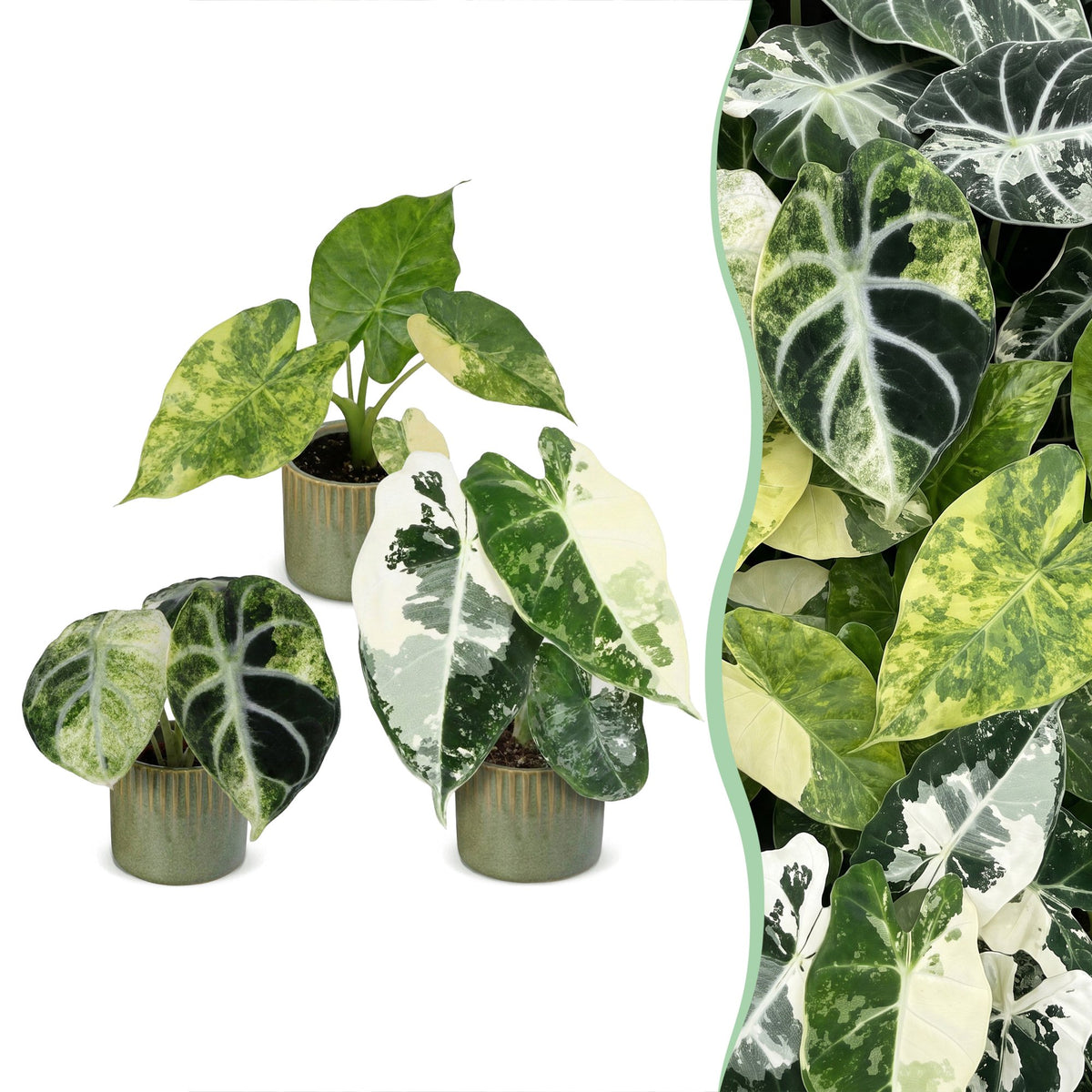 3x Baby Alocasia Tricolour Variegata - Green - Black - Variegata - Tropical - incl. Linnea Olive - Ø6cm - ↕5-15cm