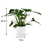 Green boutiQ - Plante d'intérieur - Philodendron - Philodendron Lacerum - Vert - Entretien facile - 1 Plante - avec Pot Blanc - Pot 19cm - Hauteur 65cm