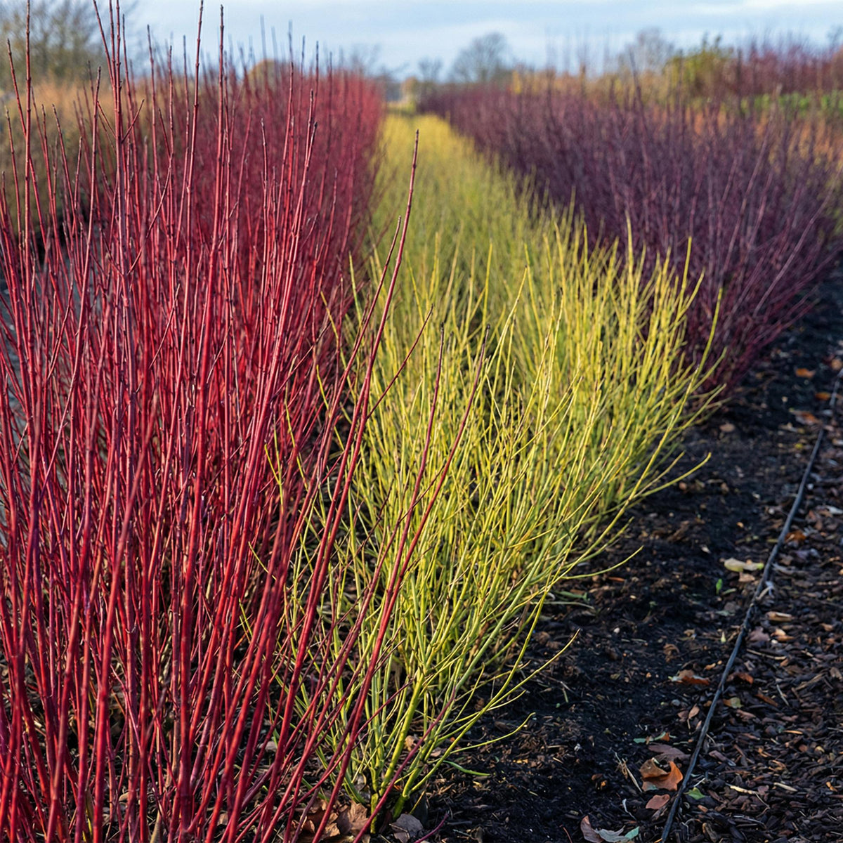 Green boutiQ - Arbustes - Cornus alba Tricolour - Mélange de branches rouges, vertes et violettes - 3 plantes - Caduc - Peu d'entretien - Pot 17 cm Hauteur 45 cm