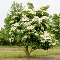 Green boutiQ - Tuinplant - Cornus kousa chinensis - Bloem Wit - 3 Planten - Bladverliezend - Weinig Onderhoud - Pot 12cm Hoogte 35cm