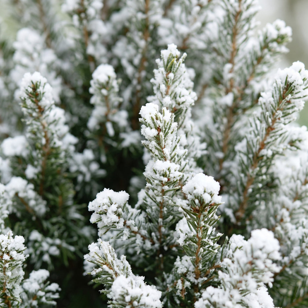 4x Picea glauca Conica - Dwarf Alberta Spruce - Green - White - Christmas tree - incl. jute bag - Ø17cm - ↕65cm