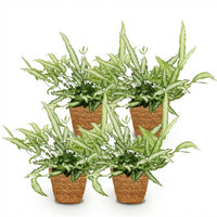 Green boutiQ - Kamerplant - Pteris cretica Albolineata - Lintvaren - Huisdiervriendelijke Plant - Groen - 4 Planten - met Mand - Pot 12cm - Hoogte 20cm