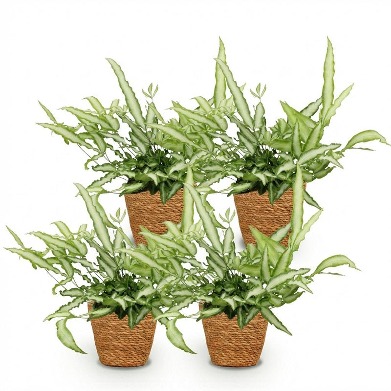 Green boutiQ - Kamerplant - Pteris cretica Albolineata - Lintvaren - Huisdiervriendelijke Plant - Groen - 4 Planten - met Mand - Pot 12cm - Hoogte 20cm