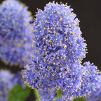 Green boutiQ - Plante sur tige - Ceanothus thyrsiflorus Repens - Plante de terrasse - Feuillage persistant - Rustique - Fleurs violettes - Pot 19 cm Hauteur 90 cm