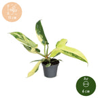 Philodendron Florida Beauty - Philodendron Florida Beauty - Green - Yellow - Tropical - Ø6cm - ↕13cm