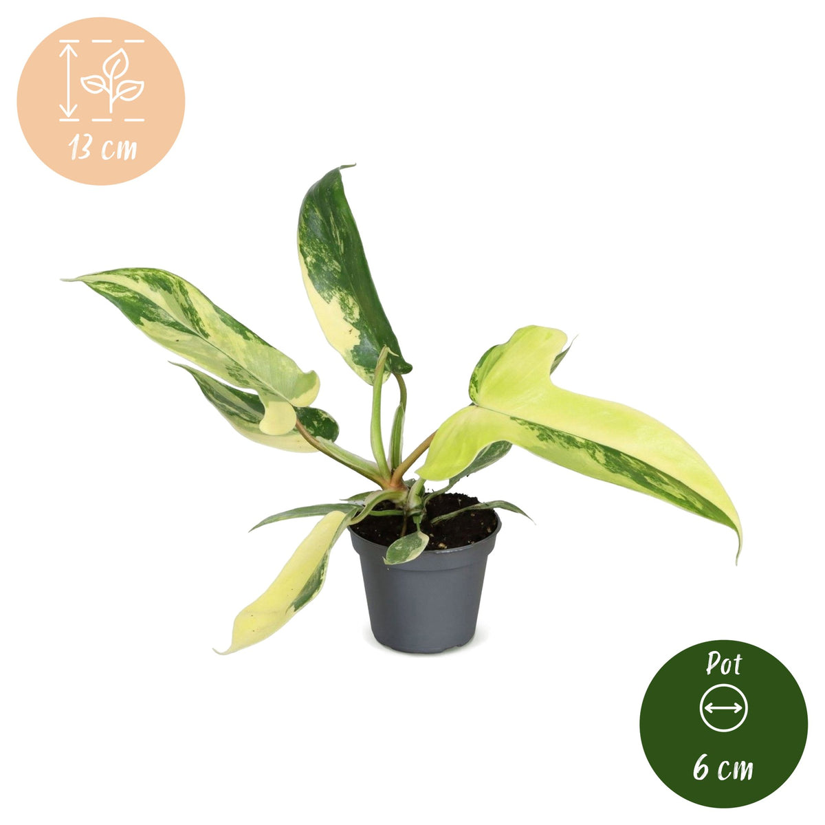 Philodendron Florida Beauty - Philodendron Florida Beauty - Green - Yellow - Tropical - Ø6cm - ↕13cm