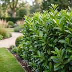 Green boutiQ - 24x Prunus laur. Novita - Laurier cerise - Plantes de haie - Persistant - Vert - Pot 9cm - Hauteur 25-35cm