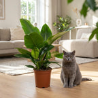 Green boutiQ - Plante d'intérieur - Philodendron - Philodendron Imperial Green - Vert - Entretien facile - 1 plante - Pot 19cm - Hauteur 65cm