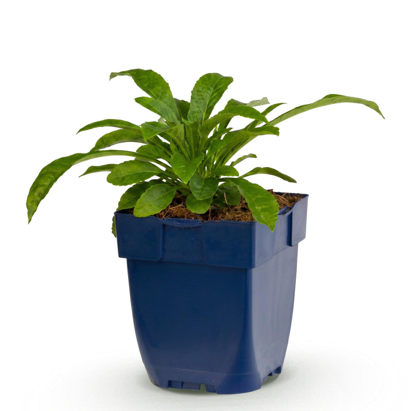 Green boutiQ - Vasteplant - Campanula pers. Alba - Perzikbladklokje - Bijen en Vlinderlokkers - Wit - 1 Plant - Pot 11cm - Hoogte 15-25cm