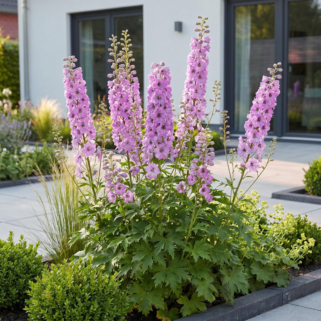 Green boutiQ - Plante vivace - Delphinium (P) Astolat - Pied-d'alouette - Attire les abeilles et les papillons - Rose - 1 plante - Pot 11cm - Hauteur 15-25cm