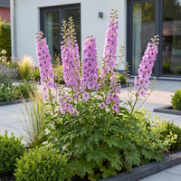 Green boutiQ - Vasteplant - Delphinium (P) Astolat - Ridderspoor - Bijen en Vlinderlokkers - Roze - 1 Plant - Pot 11cm - Hoogte 15-25cm